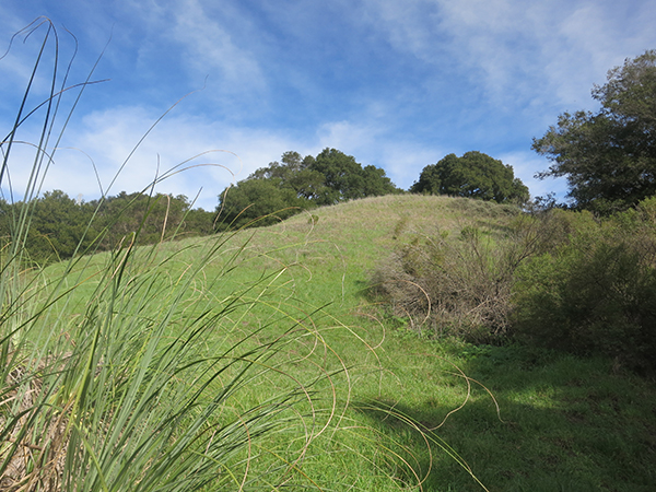 Orinda Oaks Open Space Preserve - Descanso Drive View